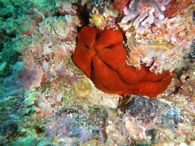 esponja marina mar caribe